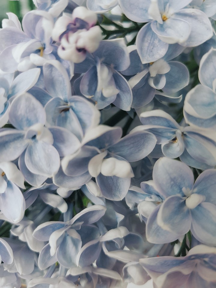 flover