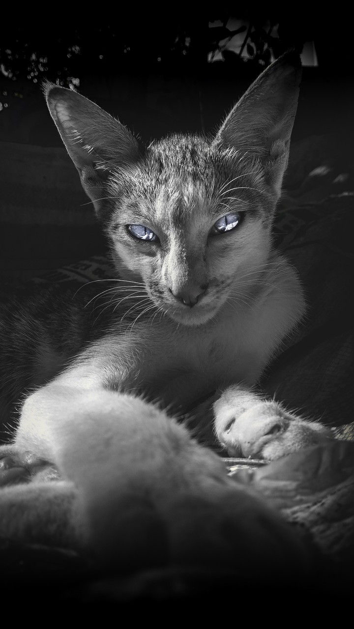 ocean eyes