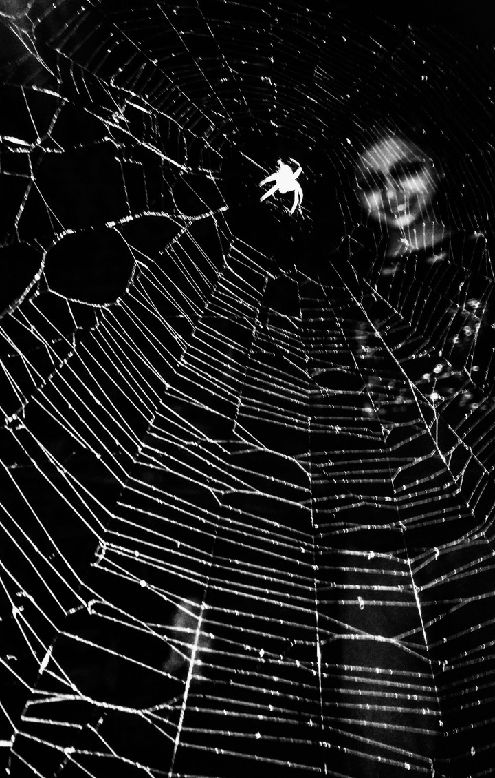 spider's web
