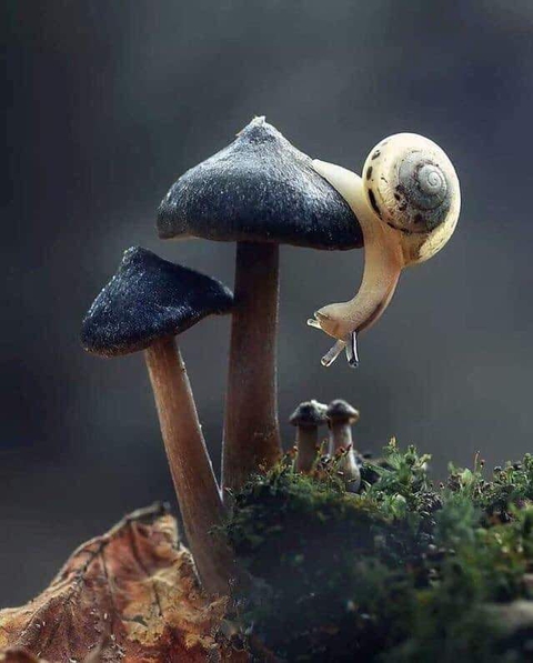snail mushroom