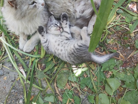 шпалери mammal, Cute