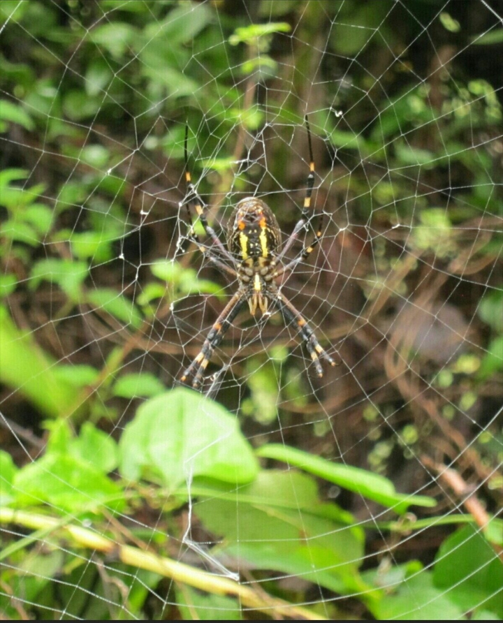 spider
