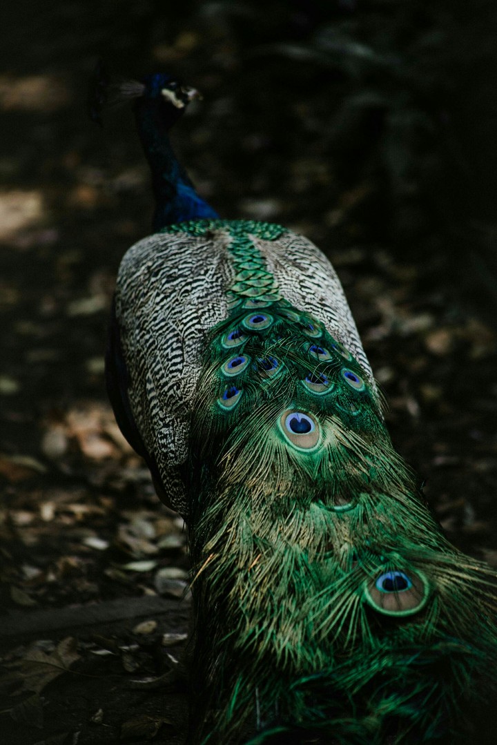 Peacock