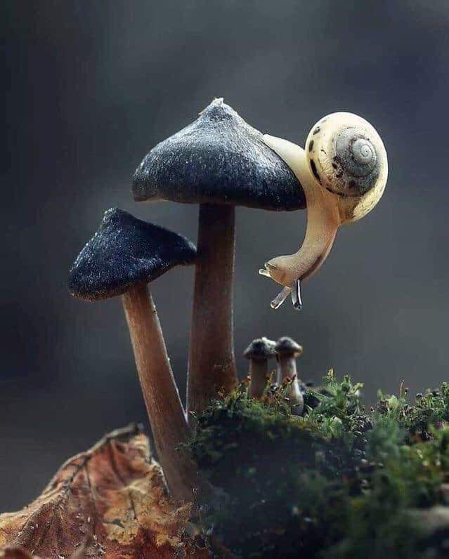 snail mushroom