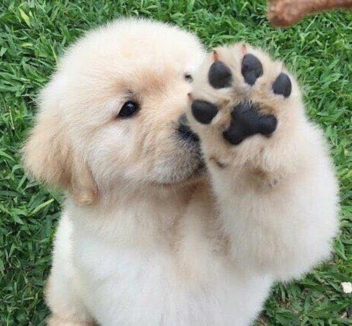 Sweet puppy