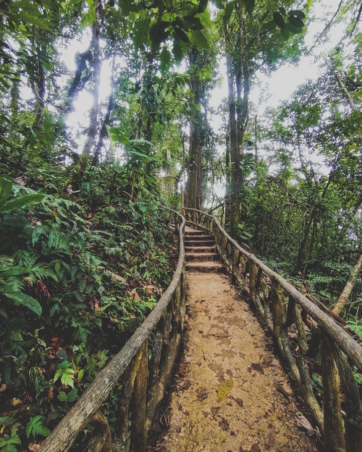 Jungle