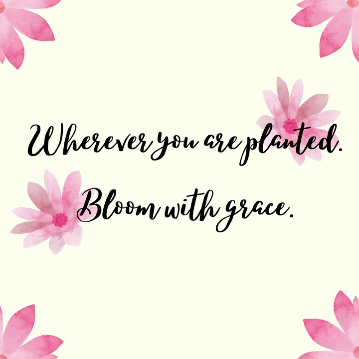 Bloom