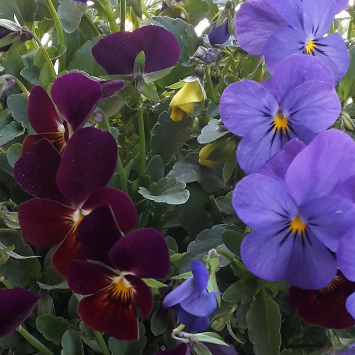 Viola