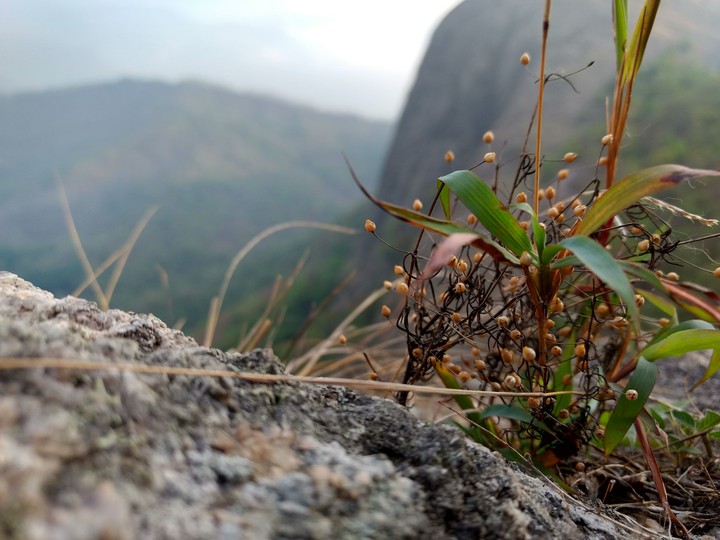 mountain plants