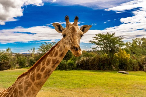 meadow, giraffe wallpapers