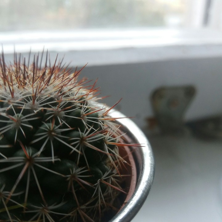 Window