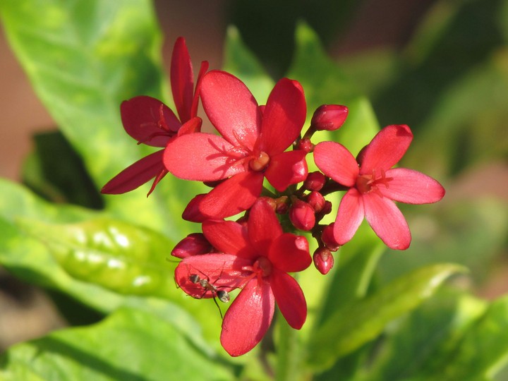 the red liril flower