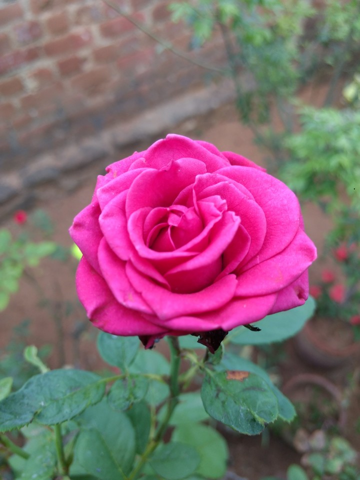 #rose