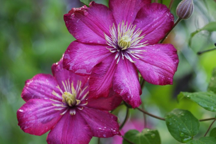 Flowers