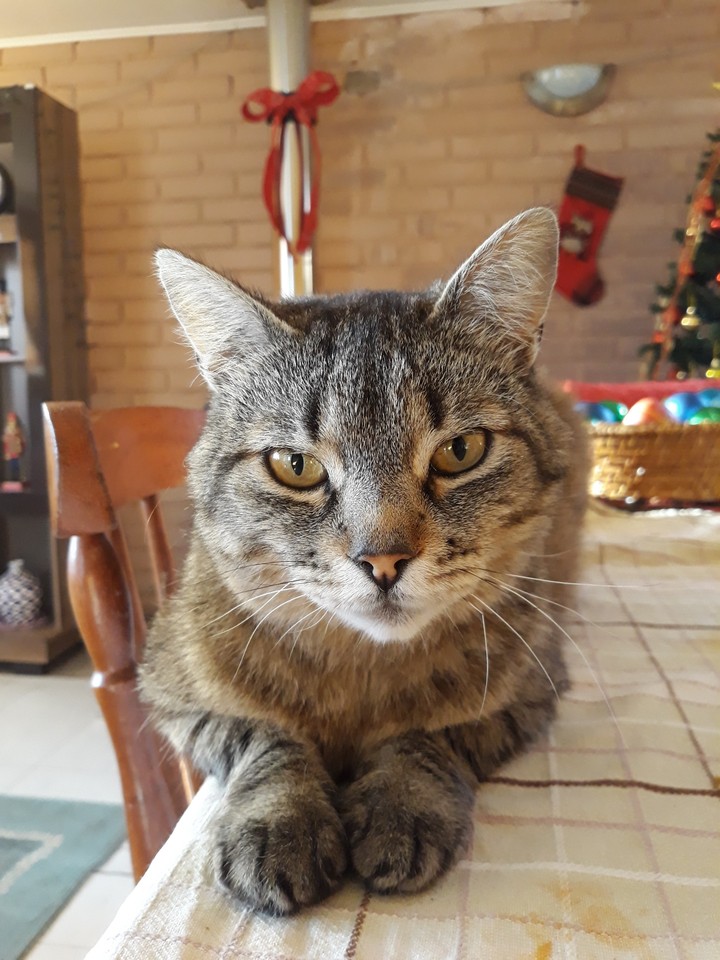 Gato