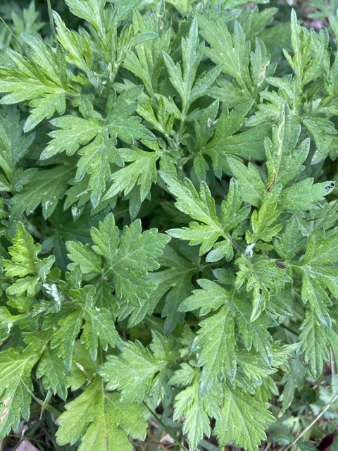 Mugwort