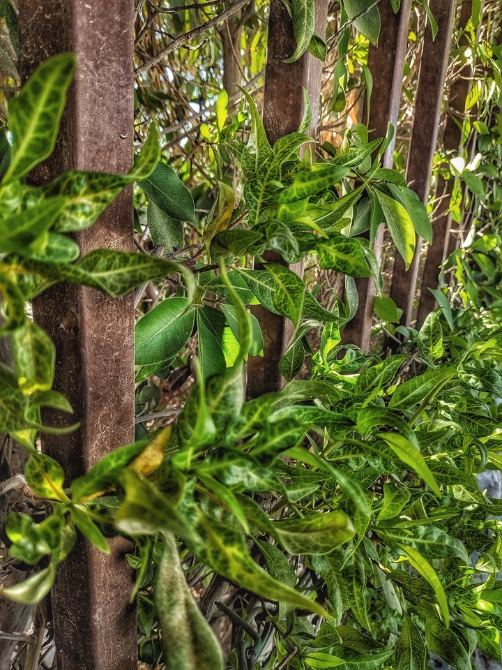 garden fence