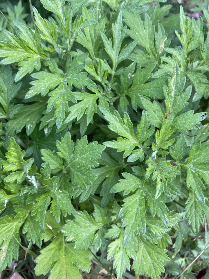 Mugwort