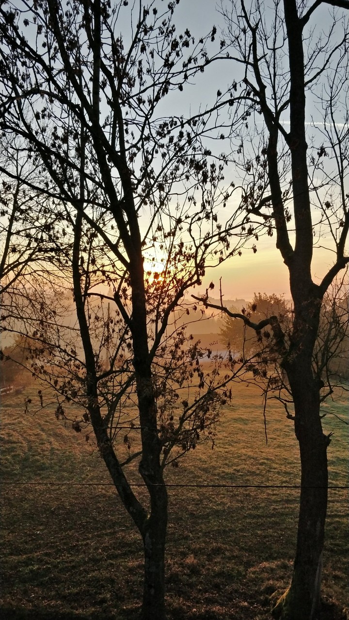 sunset on Old ugly tree