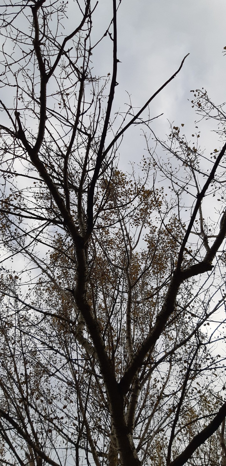 tree