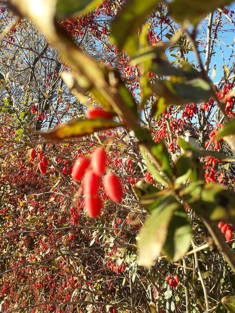 Colorful autumn☀️