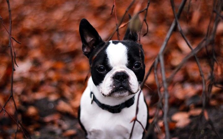 French bulldog