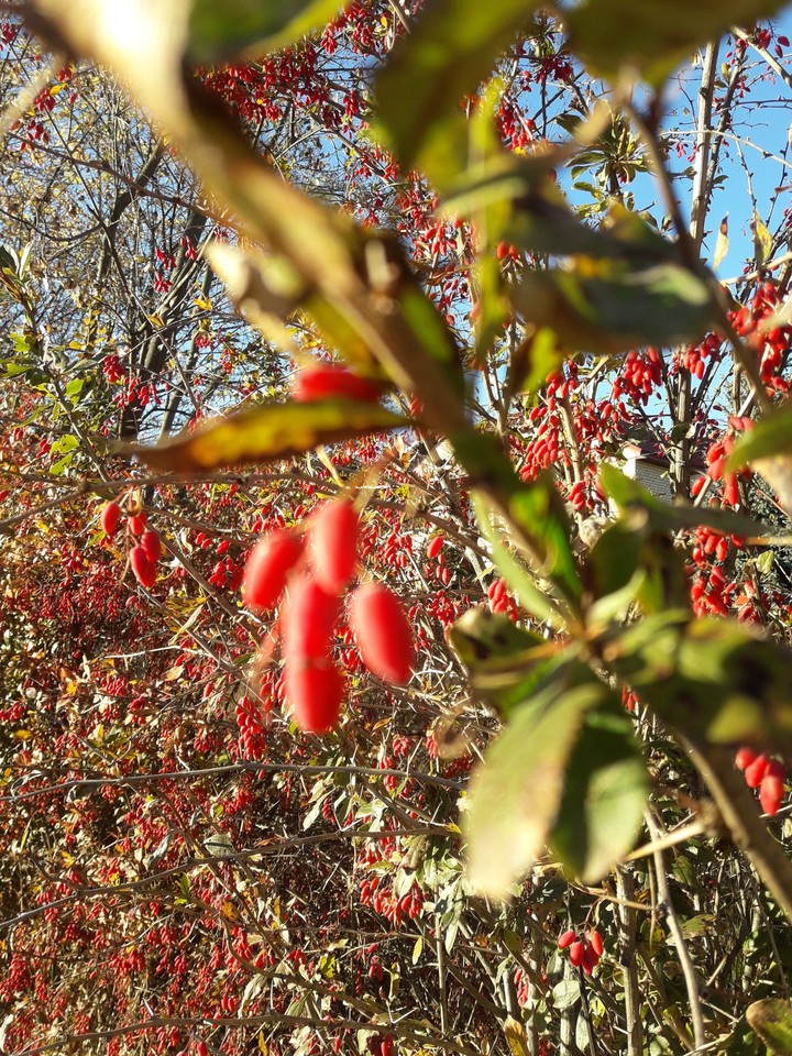 Colorful autumn☀️