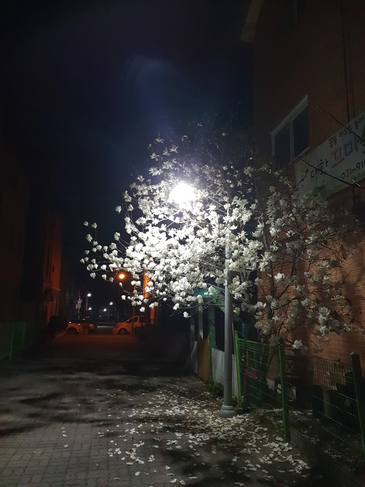 cherryblossom