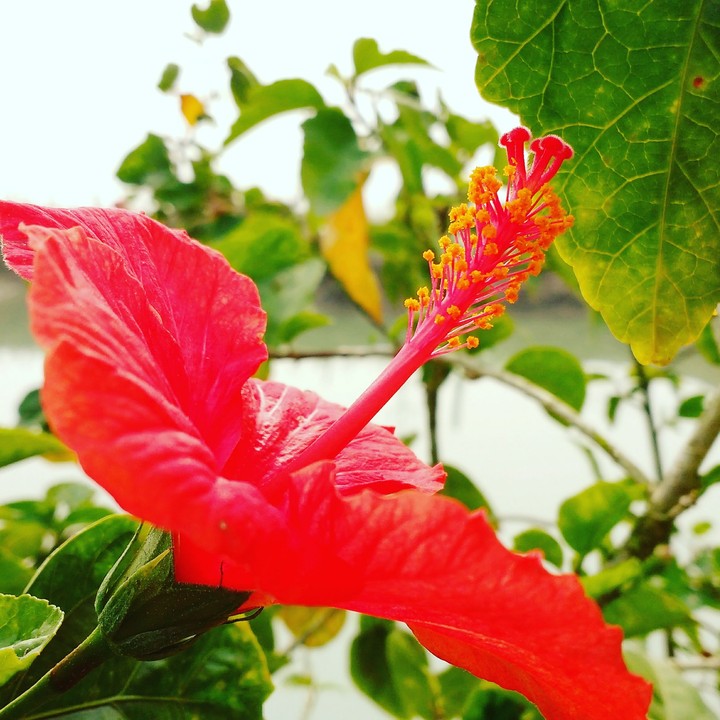 #Hibiscus