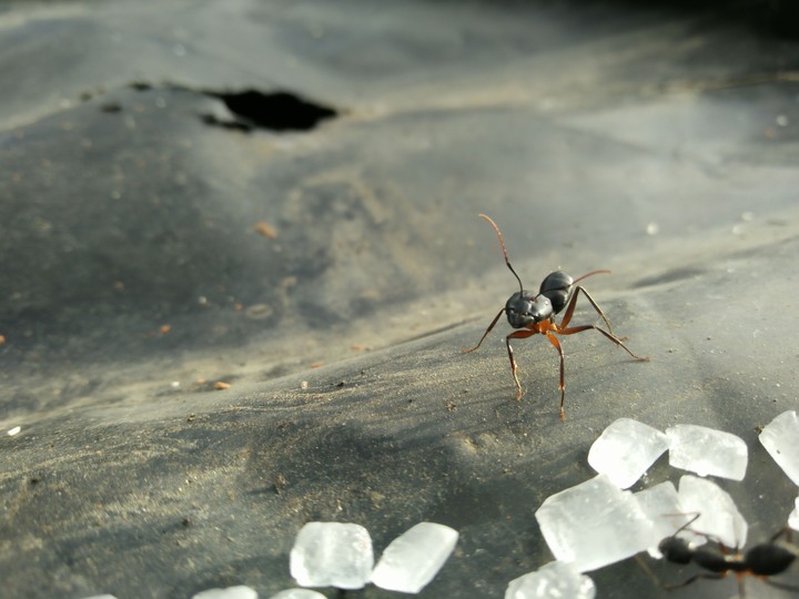 black ant