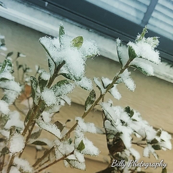 billy photography