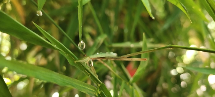 drop
