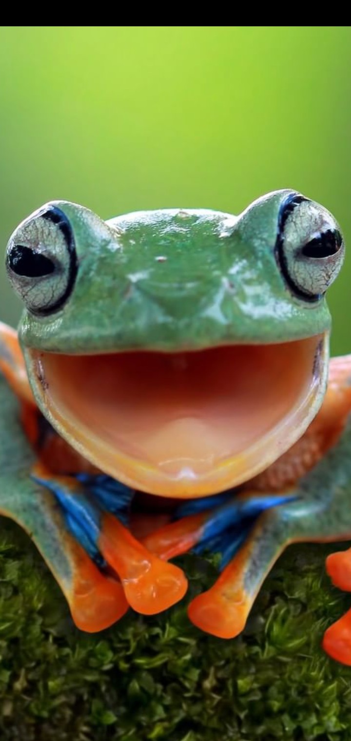 smile like a frog