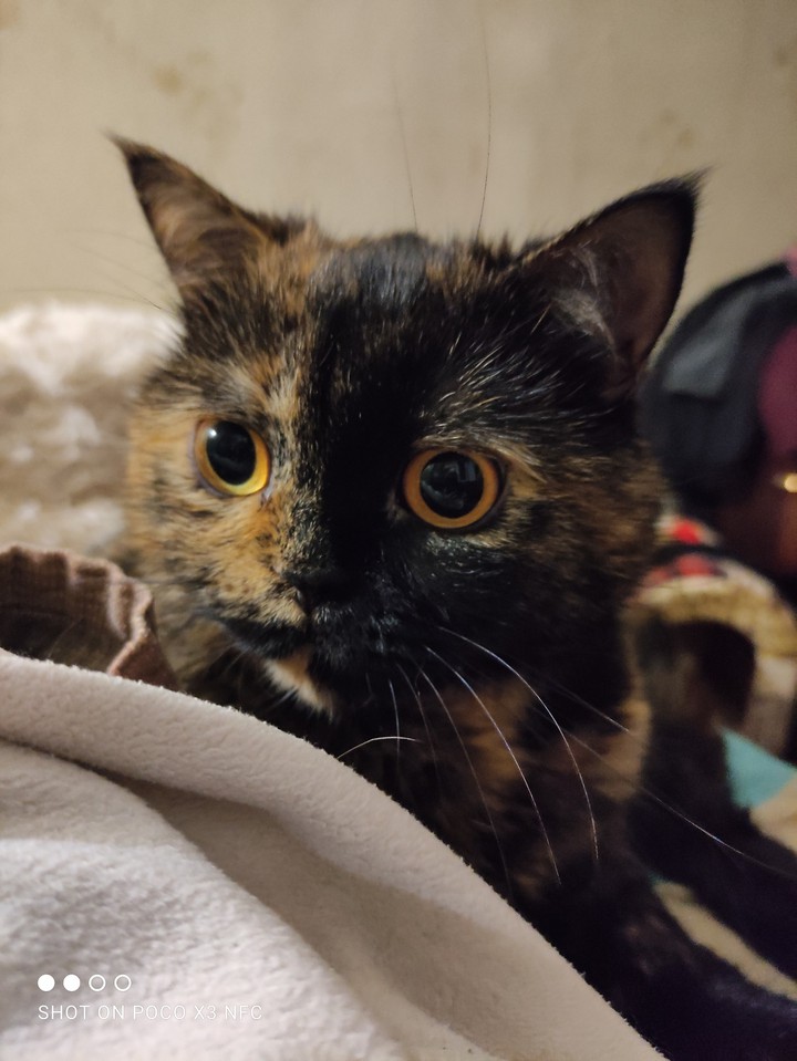 scared cat