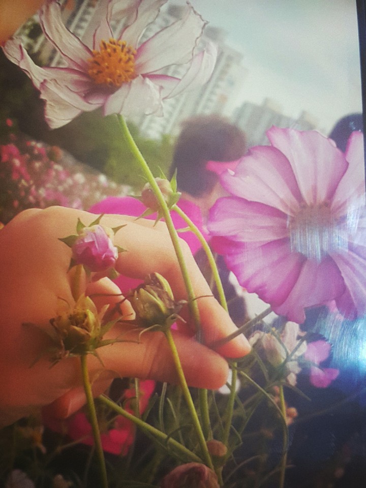 코스모스