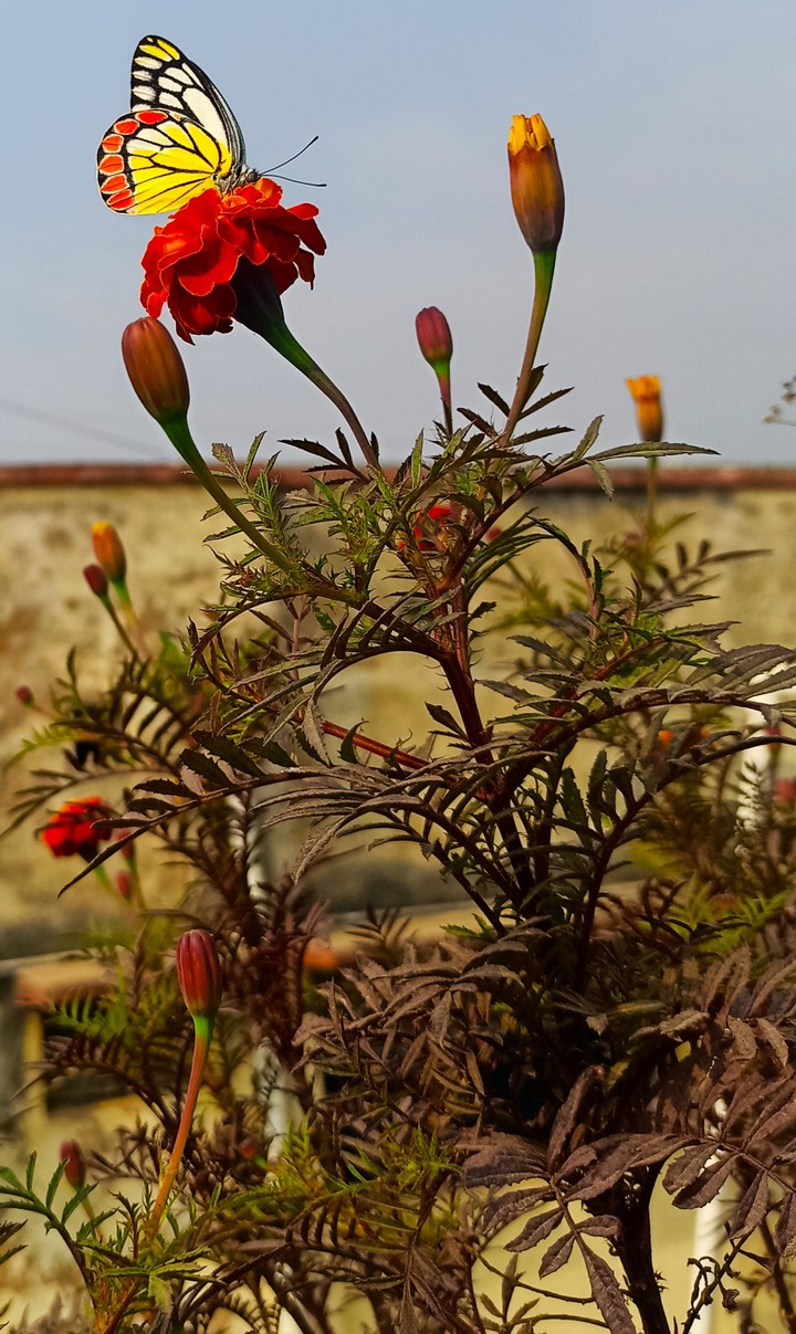 Flowers >> Pollination