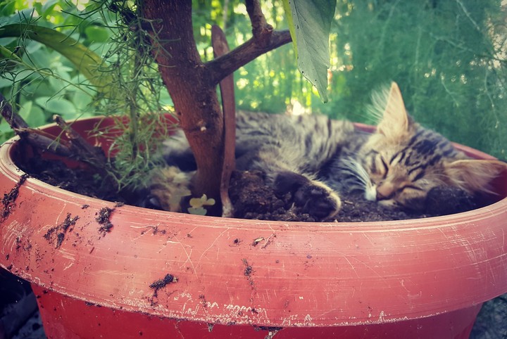 Sleeping cat