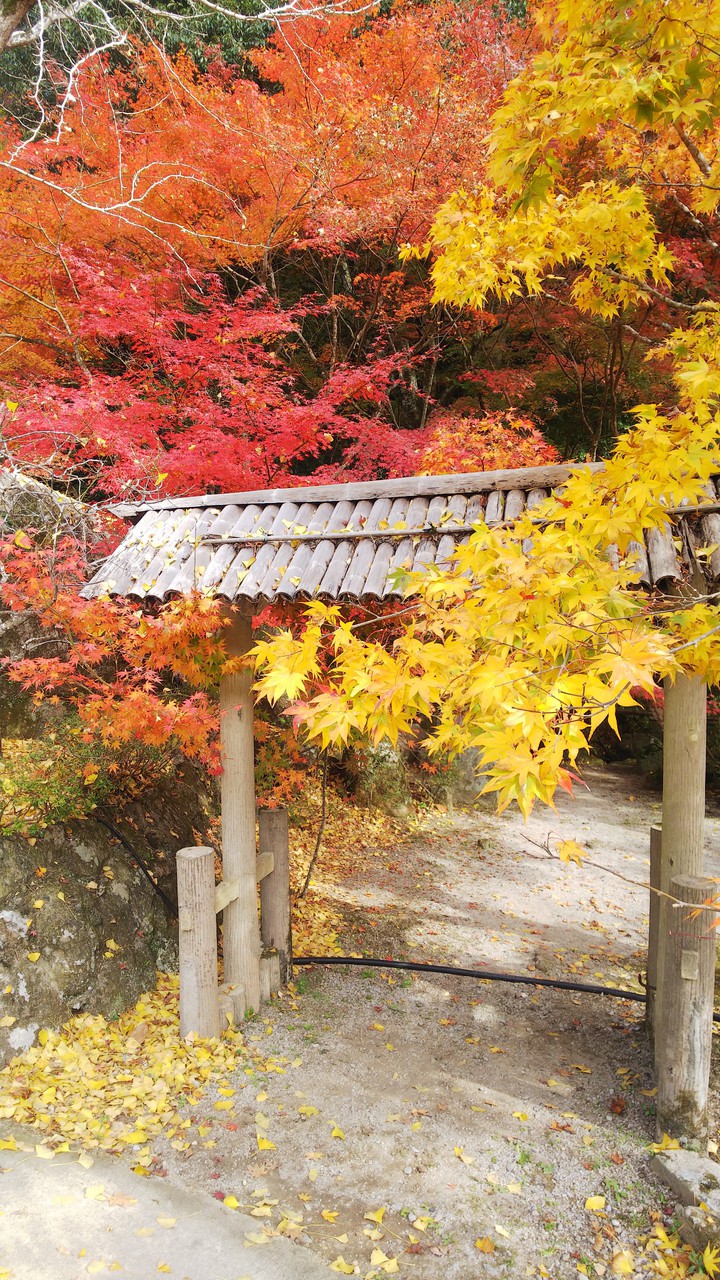 紅葉のグラデーション