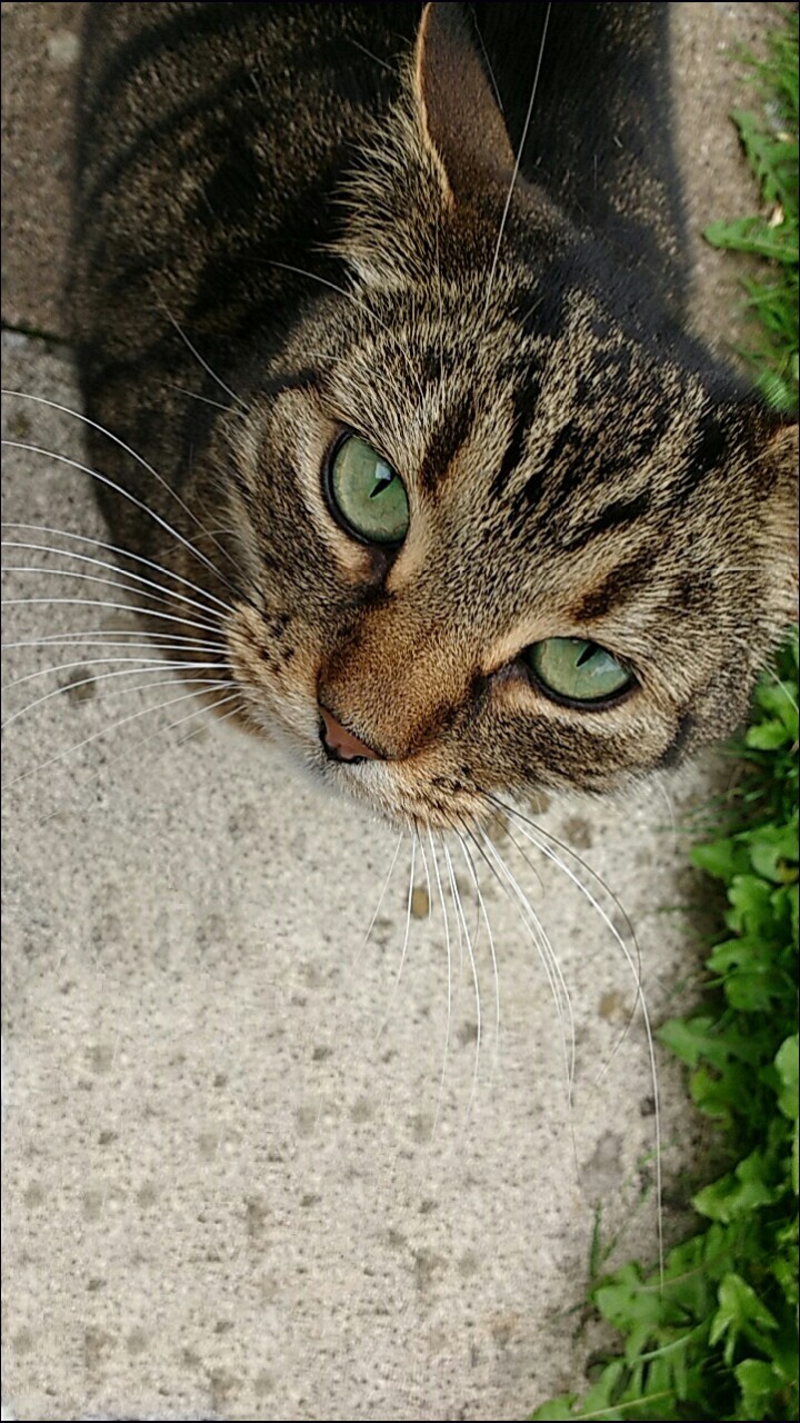 Tabby cat