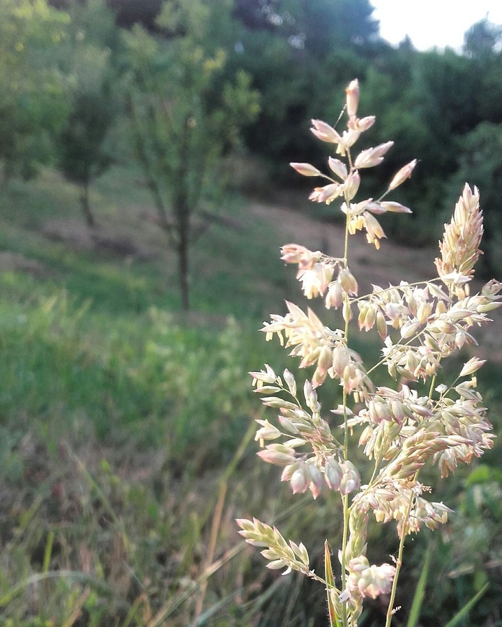 Grass
