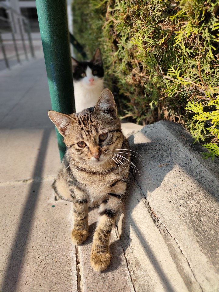 cat