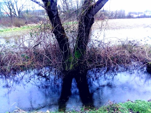 wetland, branch háttérképek