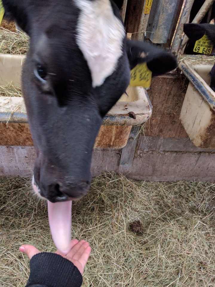 cow