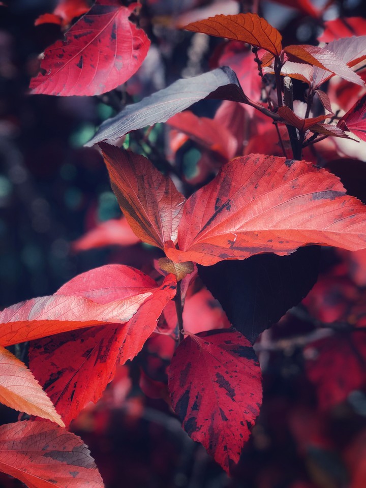 leaf portrait