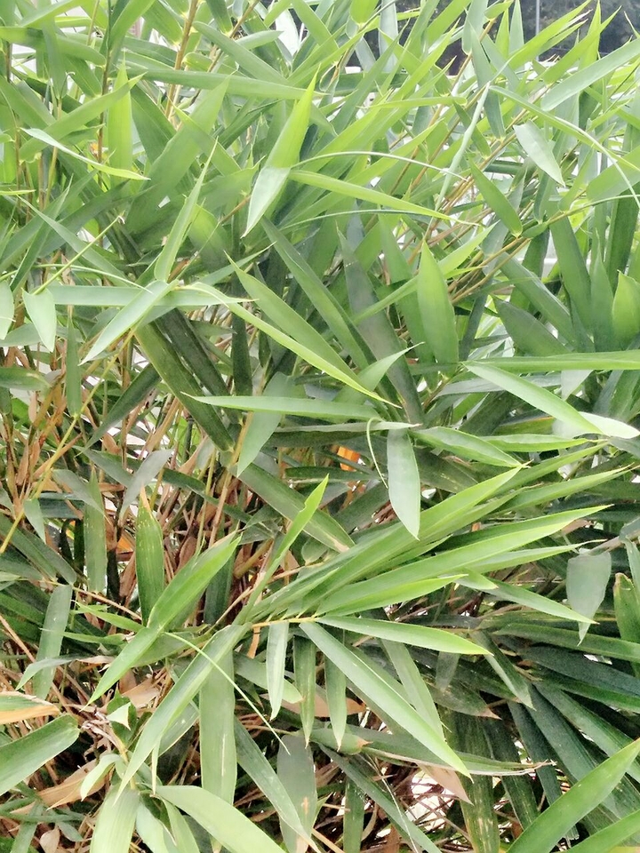 bamboo