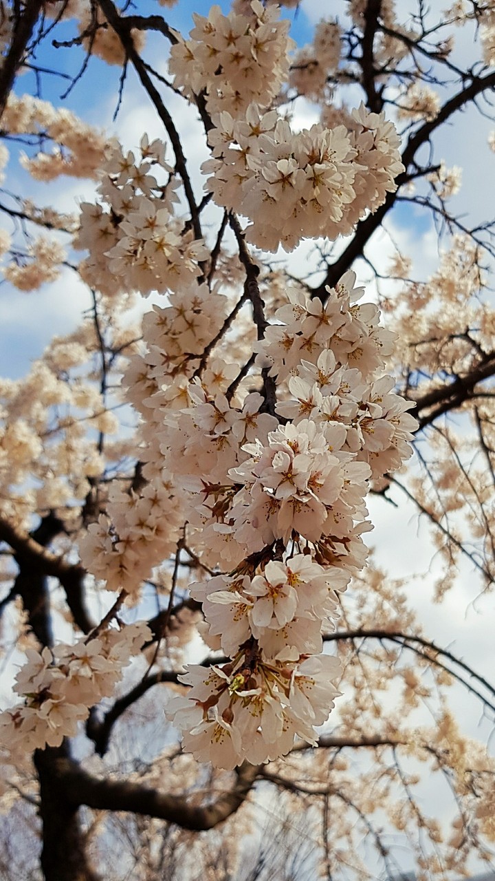 Cherry Blossom