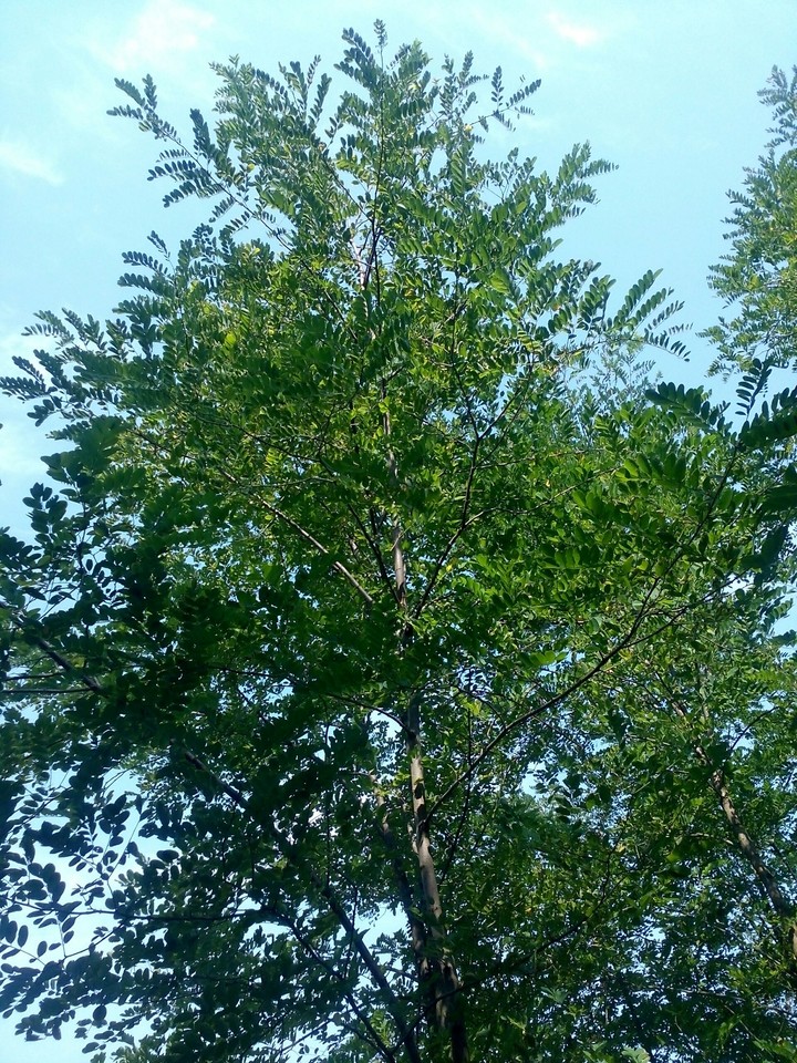 tree