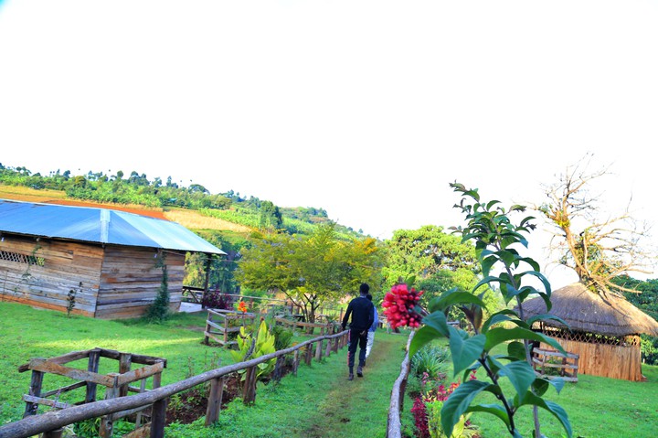 kissis country resort kapchorwa Uganda