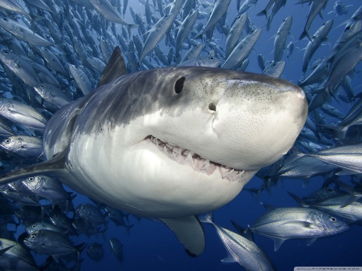 the great white shark
