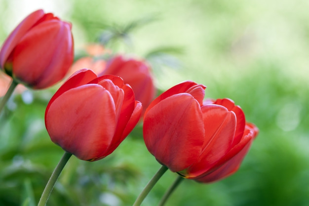 Tulipanes